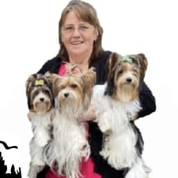 Exquisite Biewer Terriers