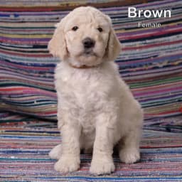 Brown - F1B Female Puppy