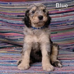 Blue - F1B Male Goldendoodle
