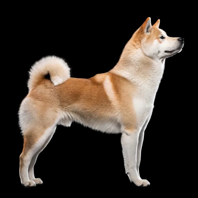 A profile image of an Akita dog standing
