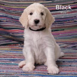Black - F1B Male Goldendoodle