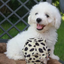 Fairhaven Bichons & Cavaliers