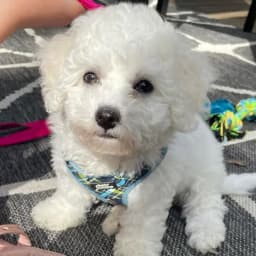 Radistina F.'s profile photo