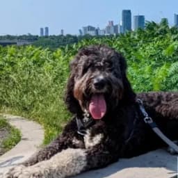 Musi C.'s profile photo