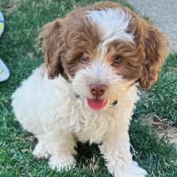 Farshad M.'s profile photo