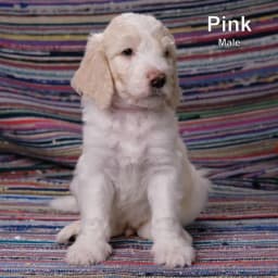 Pink - F1B Male Goldendoodle