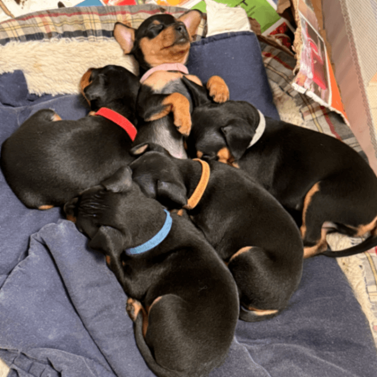 Miniature Pinscher Puppy - Male 2 - Black and Rust - ML03M2