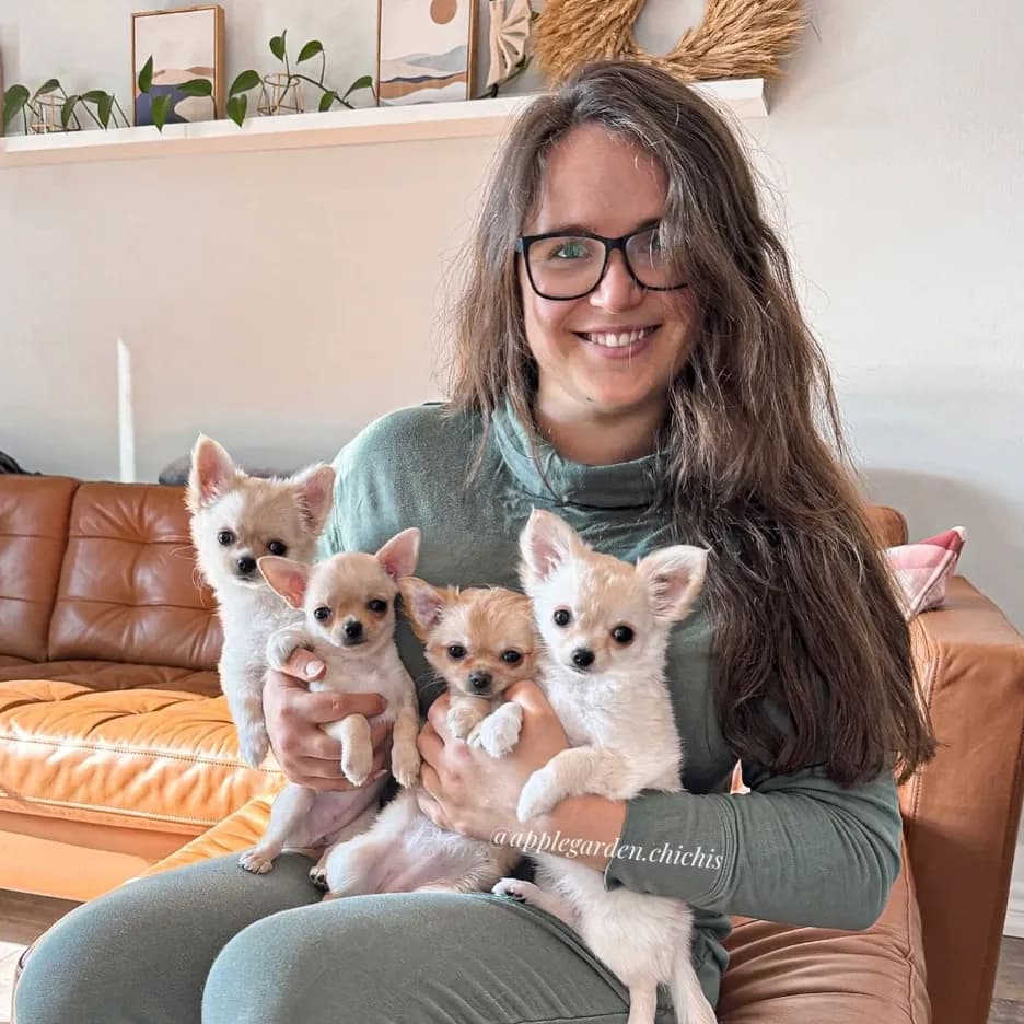 What Responsible Chihuahua Ownership Really Means: Expert Advice from Darya of AppleGarden Chihuahuas
