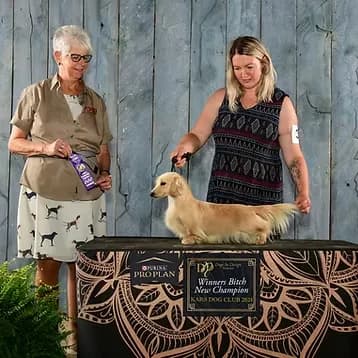 Amelie Sylvestre | Passion, Preservation, and Purpose as a Dedicated Dachshund Breeder