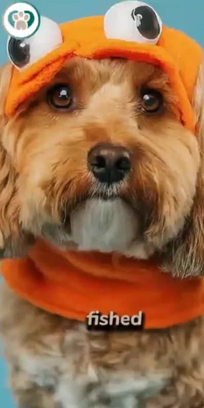 How to spot a puppy scam video preview