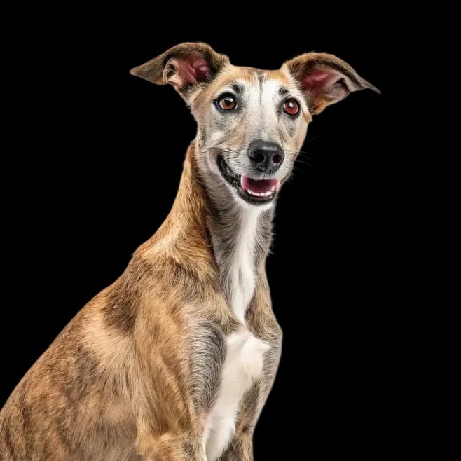 Lurcher photo 1