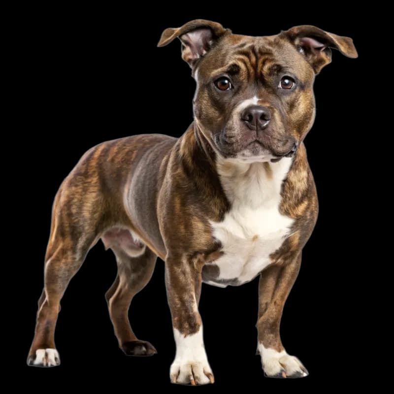 Staffordshire Bull Terrier photo 1