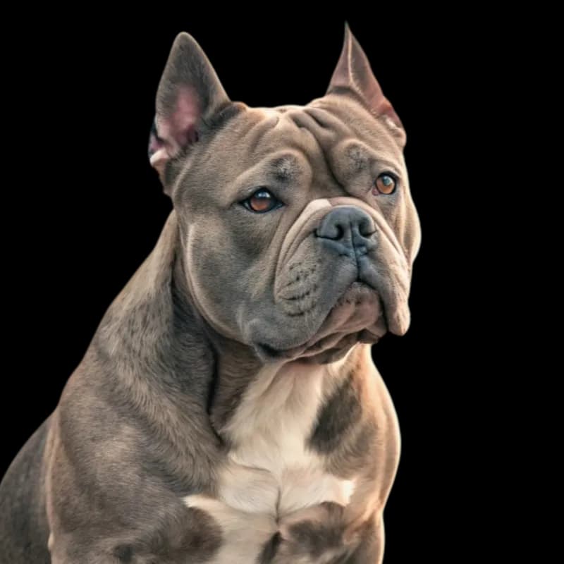 American Bully photo 1