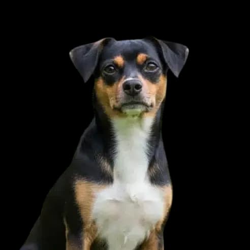 A photo of a Boglen Terrier, a mix between a Beagle and Boston Terrier