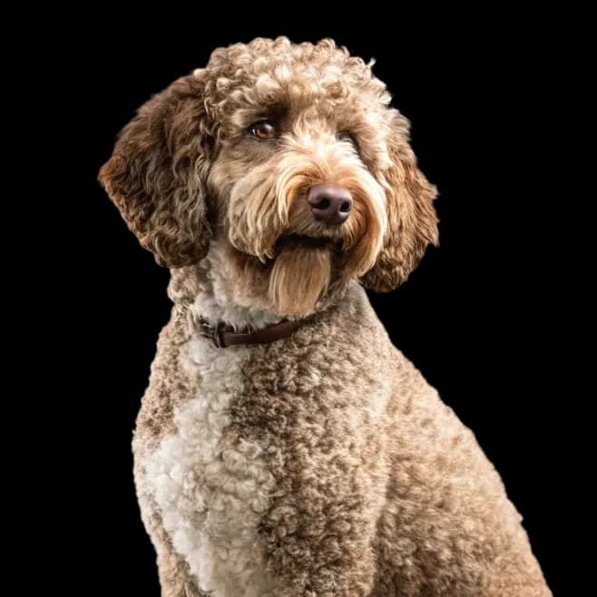 A beautiful Spanish Water Dog with beautiful fur