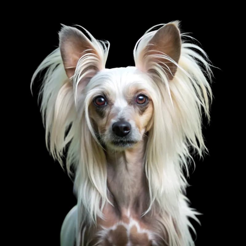 Chinese Crested photo 1