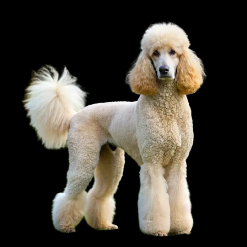 A photo of a perfectly groomed white poodle
