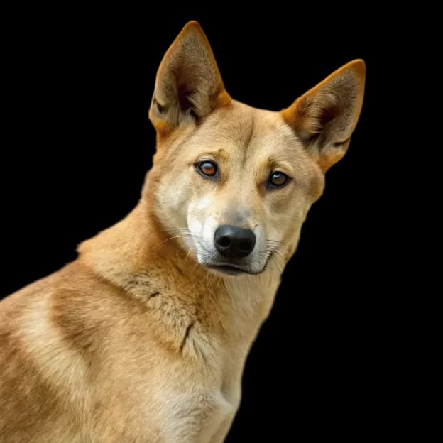 A Carolina dog, or American Dingo headshot photo