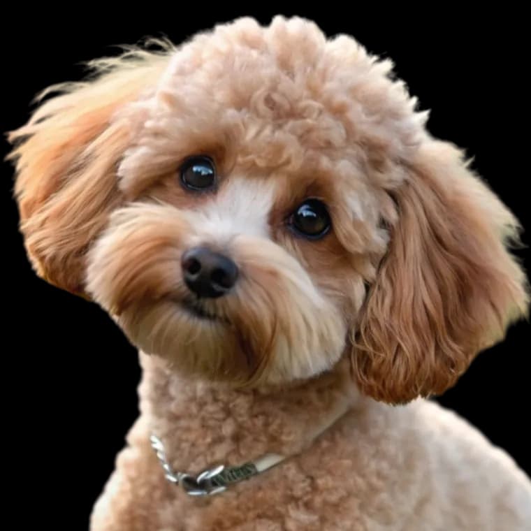 Chi-Poo photo 1
