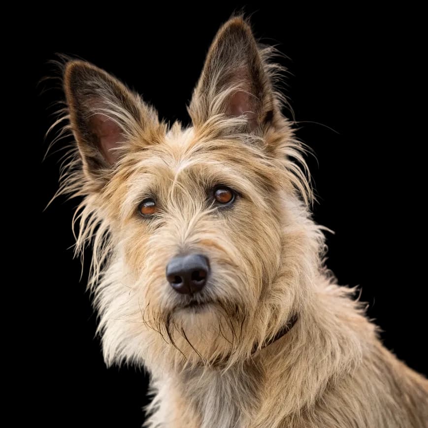 A headshot photo of a Berger Picard dog