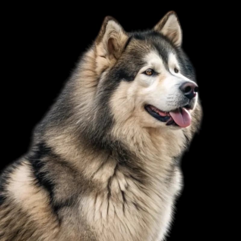 Alaskan Malamute photo 1