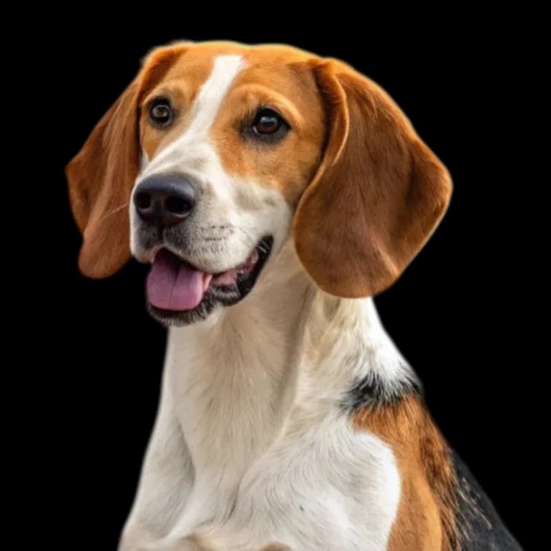 American Foxhound photo 1