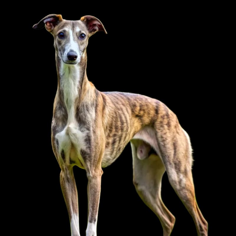 Greyhound photo 1