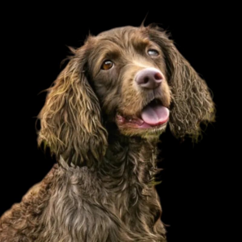 American Water Spaniel photo 1