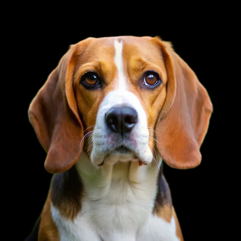 Beagle photo 1