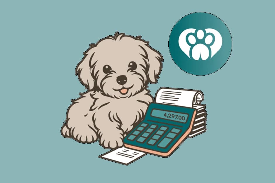 Cardigan Welsh Corgi sitting with a calculator