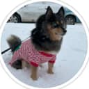 Pomsky dog wearing a sweater out in the snow