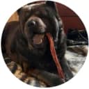 Chow chow dog chewing on a bully stick