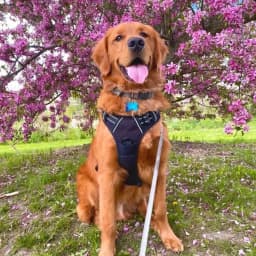 Corinne N.'s profile photo