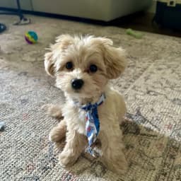 Sonya S.'s profile photo