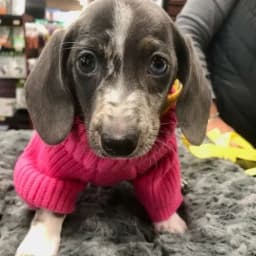 Paisley P.'s profile photo