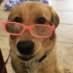 Viviane R.'s profile photo