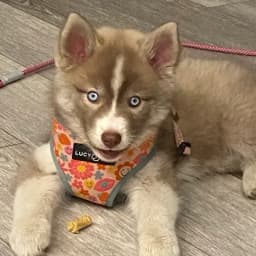 Deana T.'s profile photo