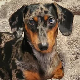 Mazie P.'s profile photo