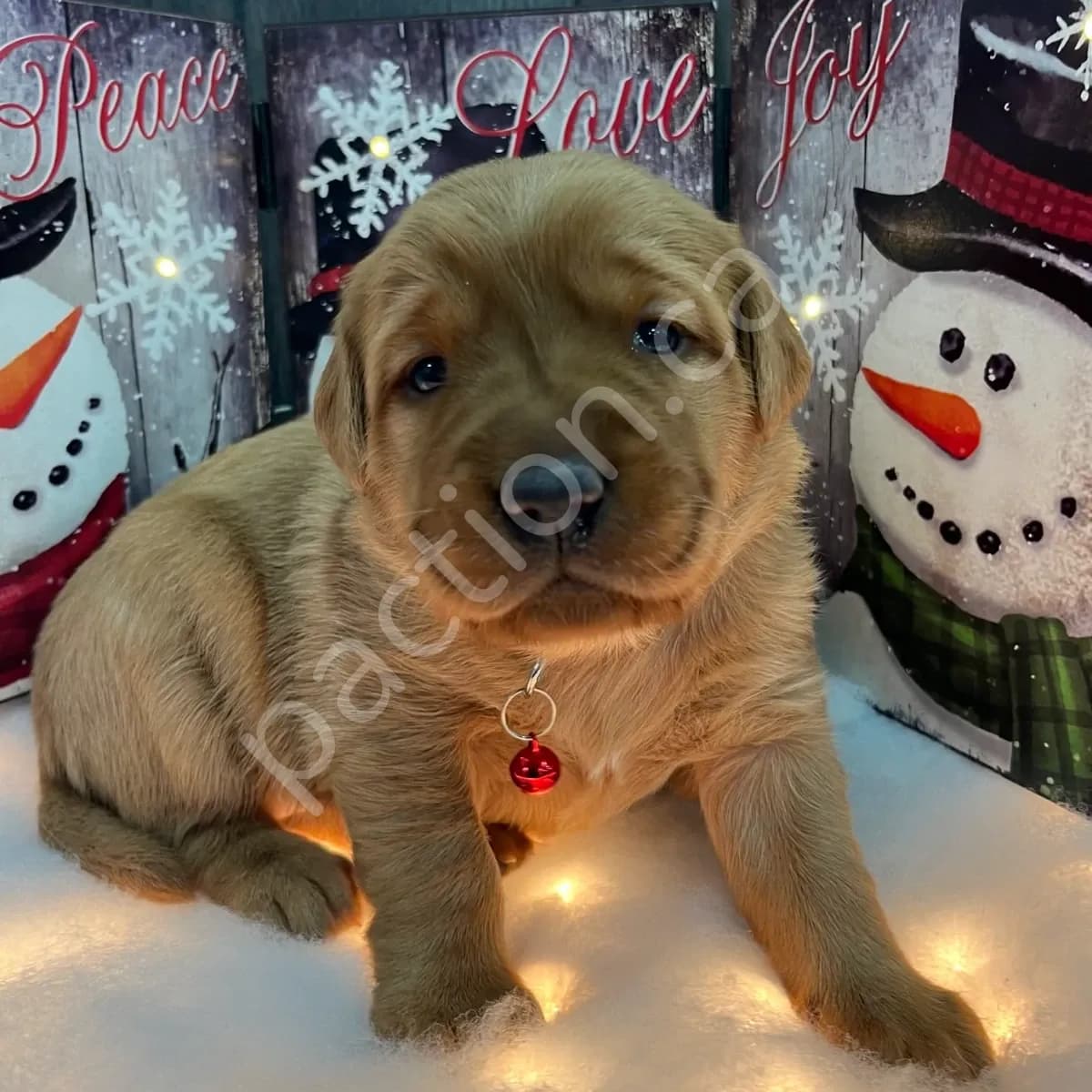 Piper -Goldador Pups