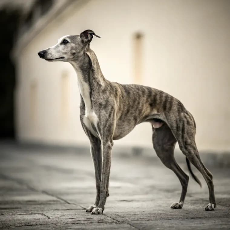 Whippet photo 2