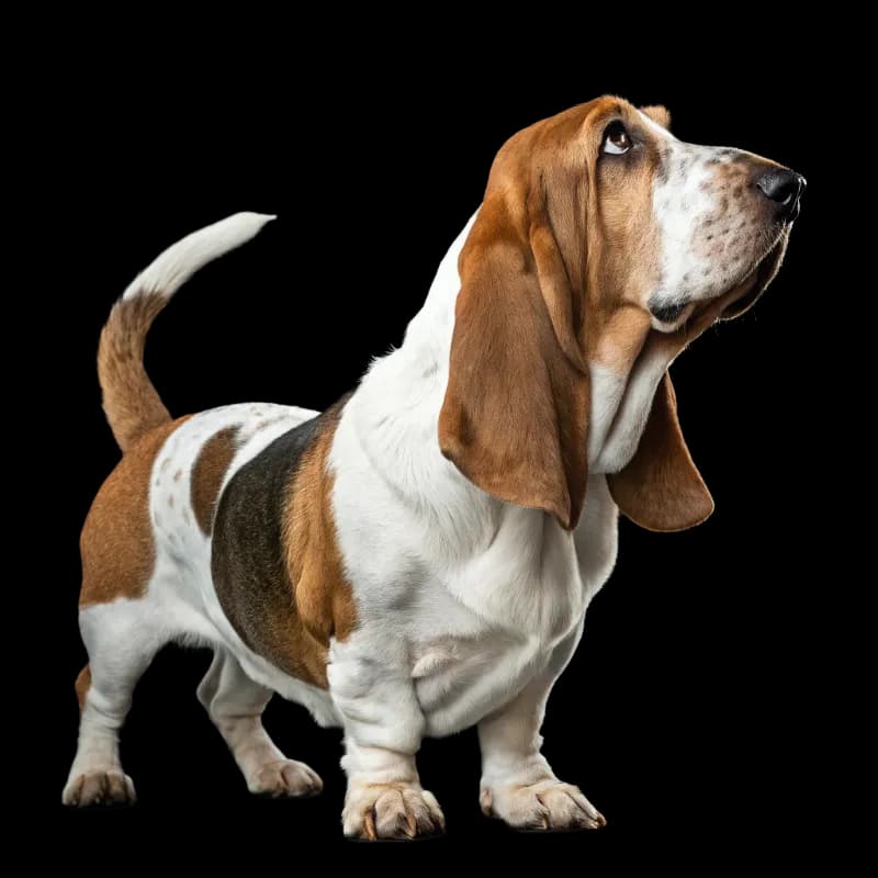 Basset Hound photo 2