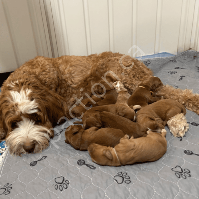 Phoebe x Finnick litter 