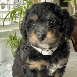 Jolie - Female Tri-Coloured Phantom