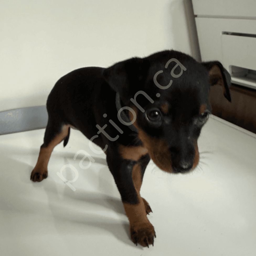 Miniature Pinscher Puppies