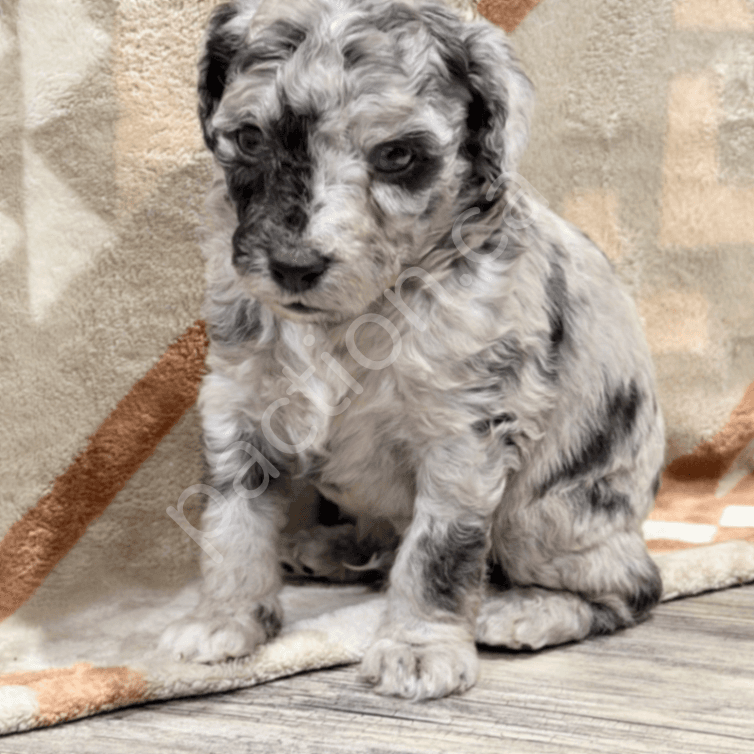 Cassie & Champ’s Petite/Mini Aussiedoodles 