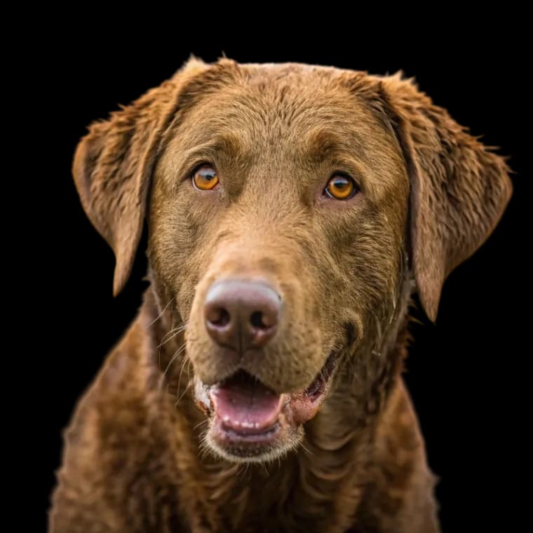 Chesapeake Bay Retriever photo 1