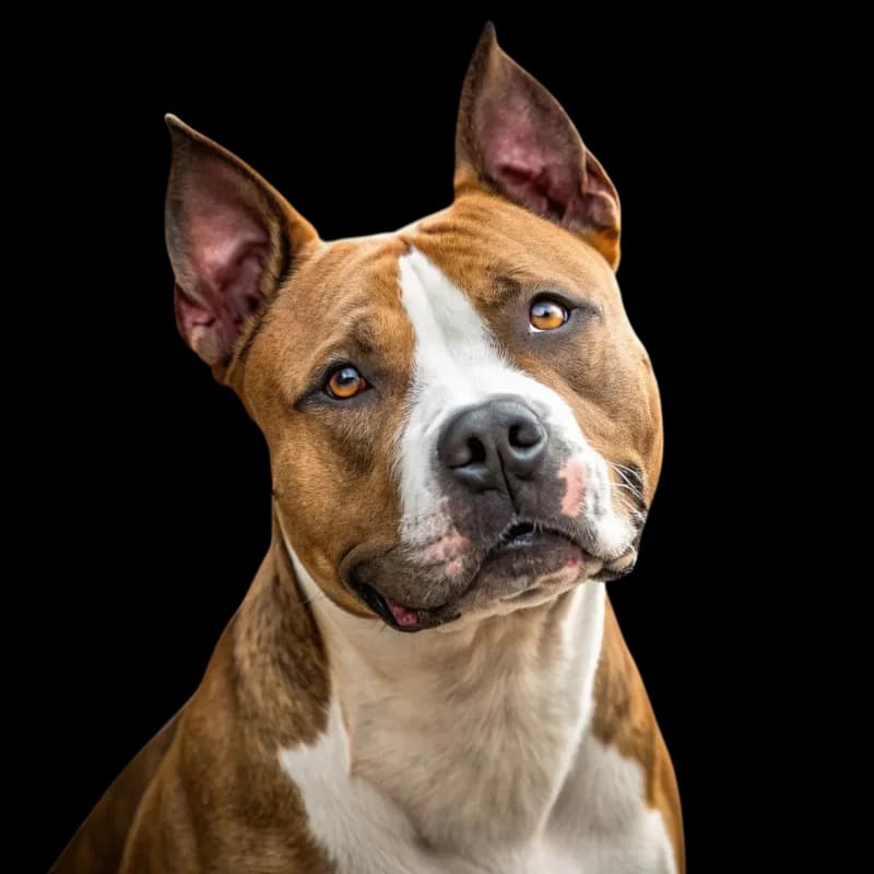 American Staffordshire Terrier photo 1