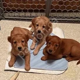 Jus & Reuben's Golden Retriever Pups - 3 females