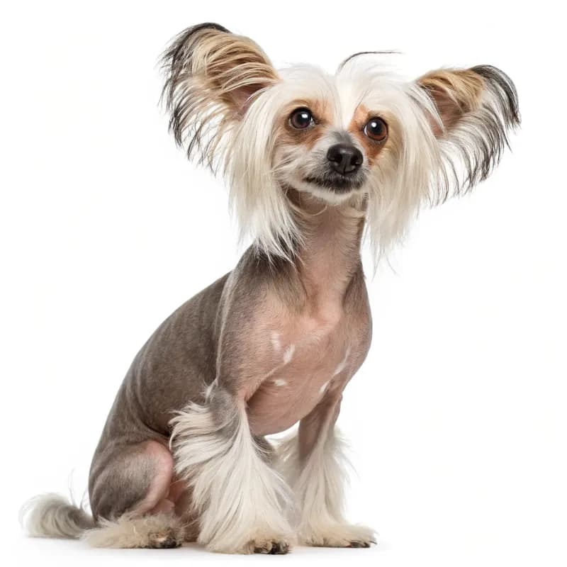 Chinese Crested photo 1