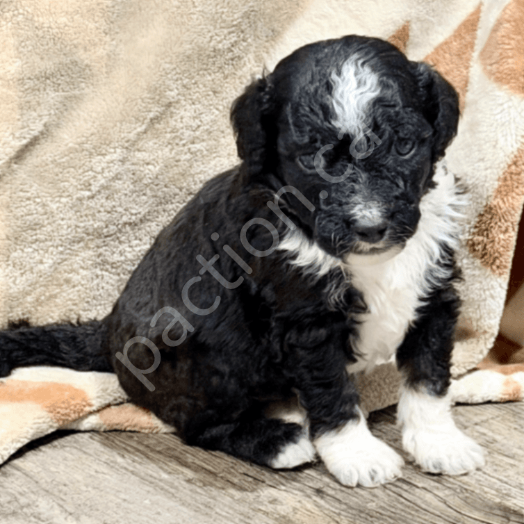 Cassie and Champ’s Petite/Mini Aussiedoodles